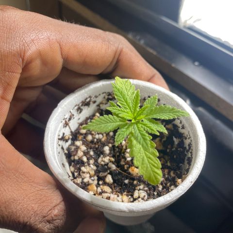 Joana growlog timeline photo