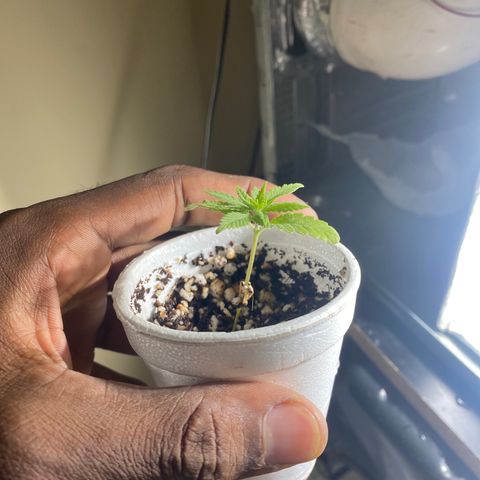 Joana growlog timeline photo