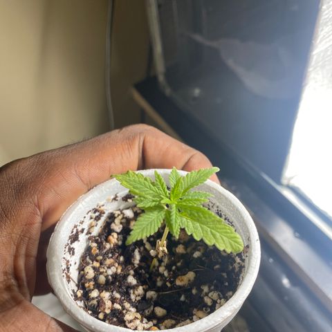 Joana growlog timeline photo