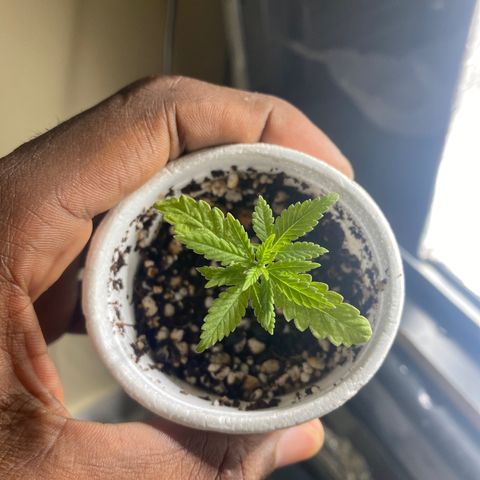 Joana growlog timeline photo
