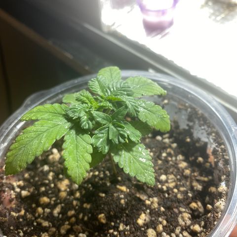 Maria  growlog timeline photo