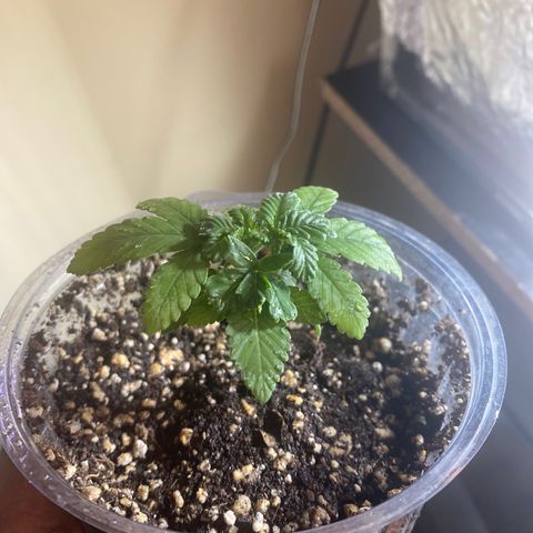 Maria  growlog timeline photo