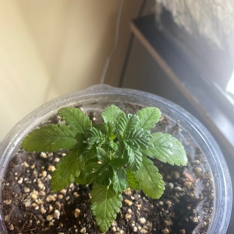 Maria  growlog timeline photo