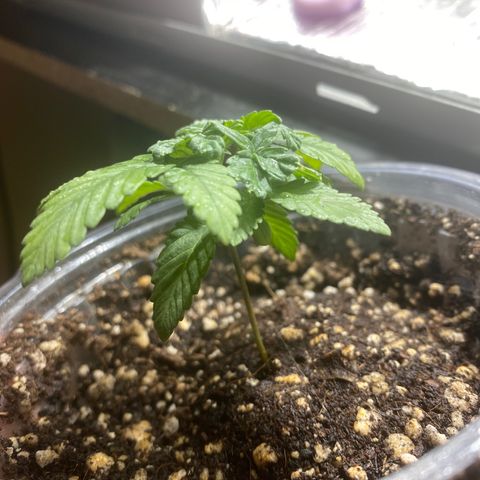 Maria  growlog timeline photo