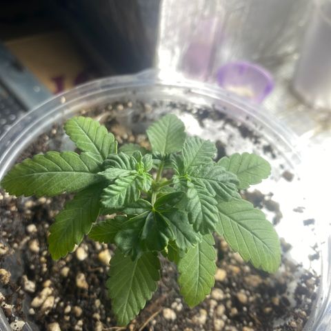 Maria  growlog timeline photo