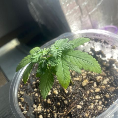 Maria  growlog timeline photo
