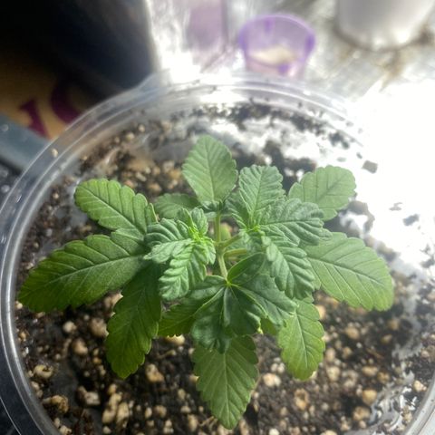 Maria  growlog timeline photo