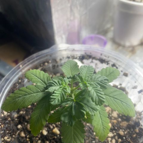 Maria  growlog timeline photo