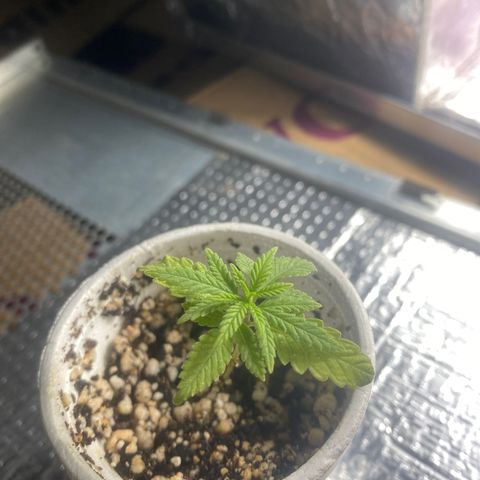 Joana growlog timeline photo