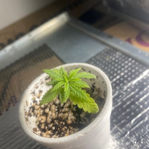 Joana growlog timeline photo