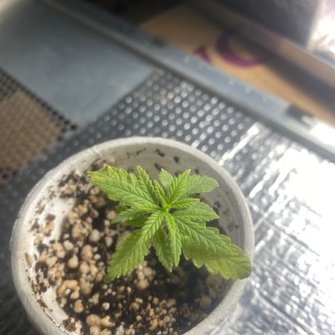 Joana growlog timeline photo
