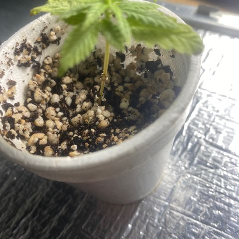 Joana growlog timeline photo