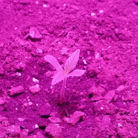 Crime caramel growlog photo: 5:30 утра. Полил 20 мл воды из пульвика. 