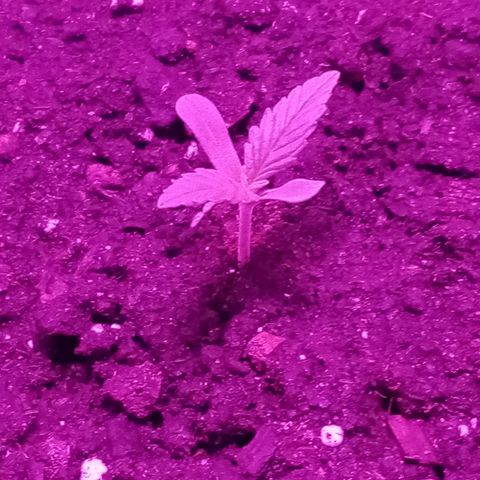 Crime caramel growlog photo: 17:30