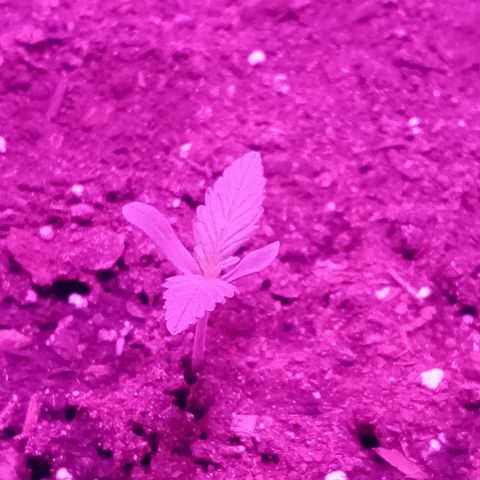 Crime caramel growlog photo: 6:10.Полил 20 мл воды из пульвика. Поливаю второй день подряд, так как влажность всего 20-27%. Вечером полив всего грунта примерно по 15 мл из пульвика. 