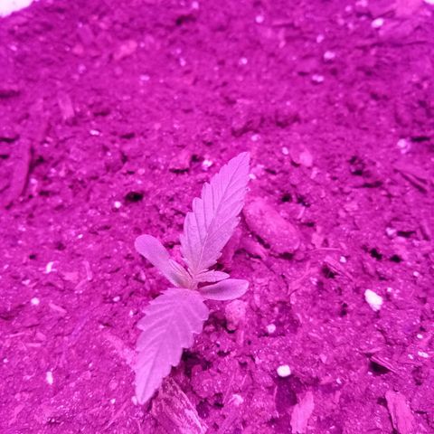 Crime caramel growlog photo: 12:05