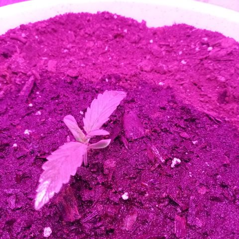 Crime caramel growlog photo: 7:20.полил