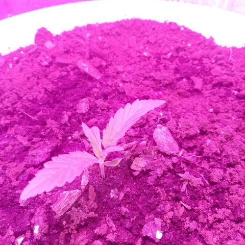 Crime caramel growlog photo: 20:30