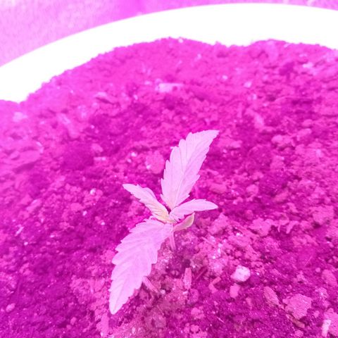 Crime caramel growlog photo: 6:25