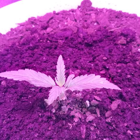 Crime caramel growlog photo: 18:50.