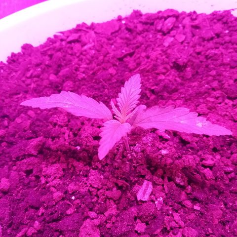 Crime caramel growlog photo: 5:40