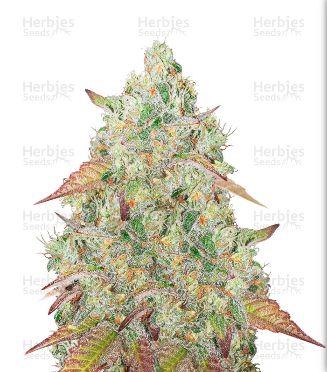 Grandmommy Purple #2 growlog header