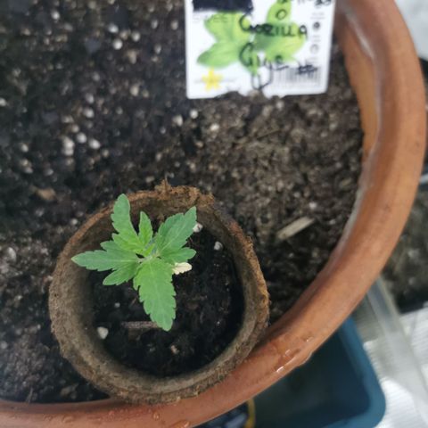 GG#4 growlog timeline photo