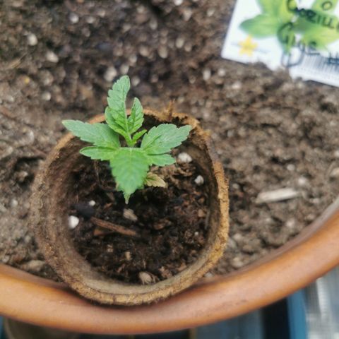 GG#4 growlog timeline photo