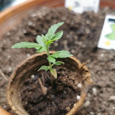 GG#4 growlog timeline photo