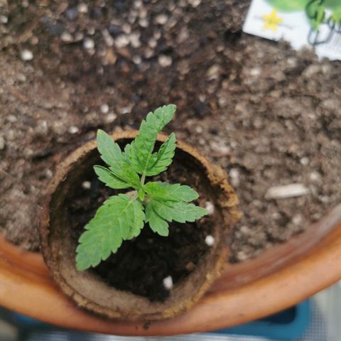 GG#4 growlog timeline photo