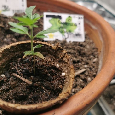 GG#4 growlog timeline photo