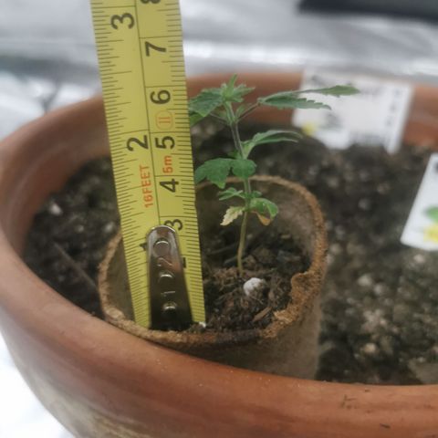 GG#4 growlog photo: 6cm height 