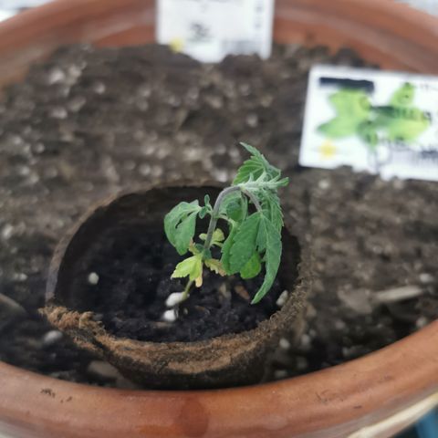 GG#4 growlog photo: came home from work and was very wilted watered and 30,mins later had a massive outbreak in bugs