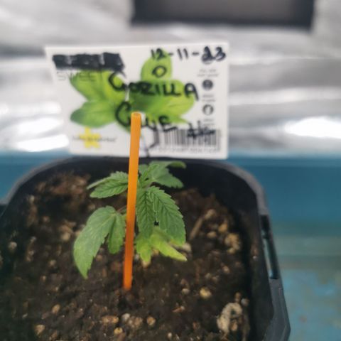 GG#4 growlog timeline photo