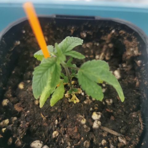 GG#4 growlog timeline photo