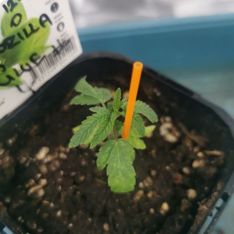GG#4 growlog timeline photo