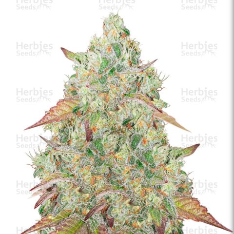 Grandmommy Purple #2 growlog photo
