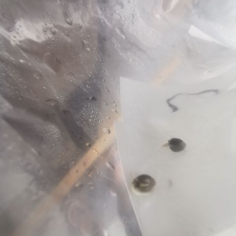 Grandmommy Purple #2 growlog photo