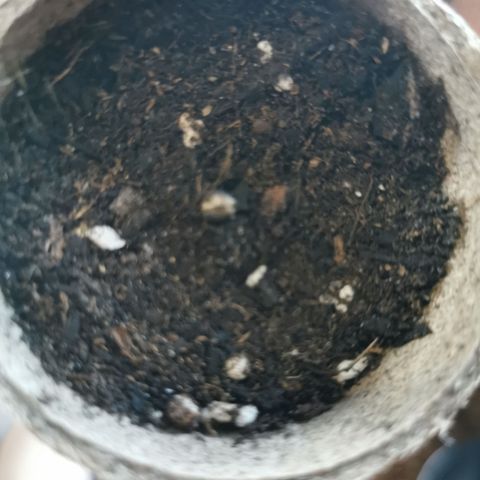 Grandmommy Purple #1 growlog photo: seed has been placed in soil made a jungle mix of various soils and added perlite 