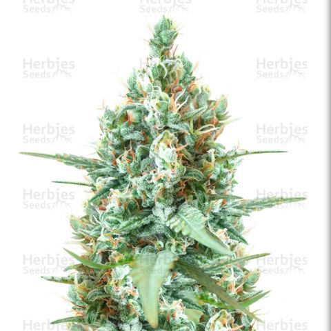 Godzilla Glue auto GG#4 growlog photo
