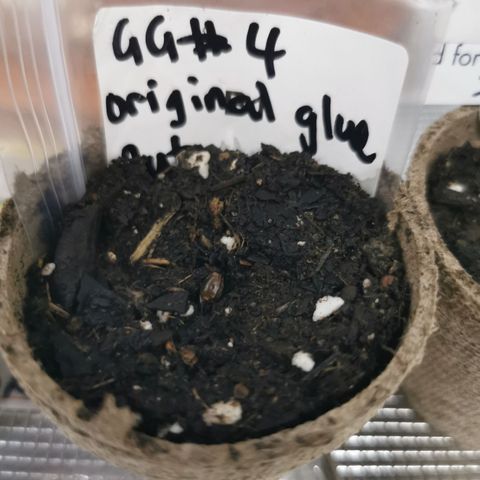 Godzilla Glue auto GG#4 growlog photo