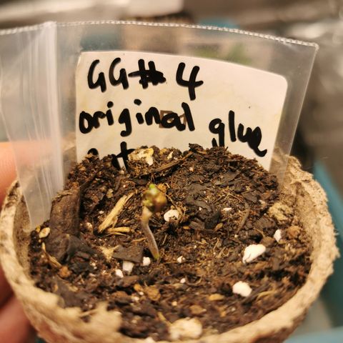 Godzilla Glue auto GG#4 growlog photo