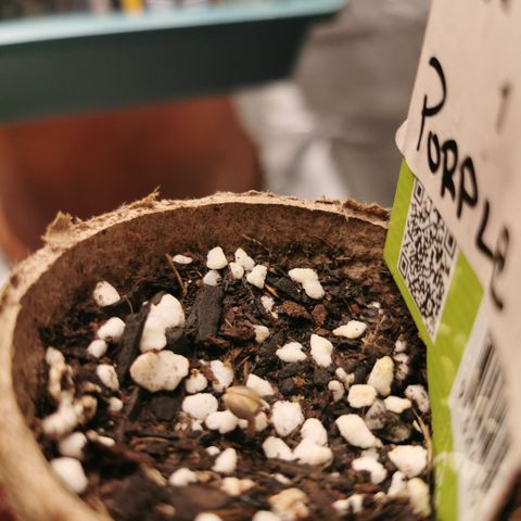 Grandmommy Purple #1 growlog timeline photo