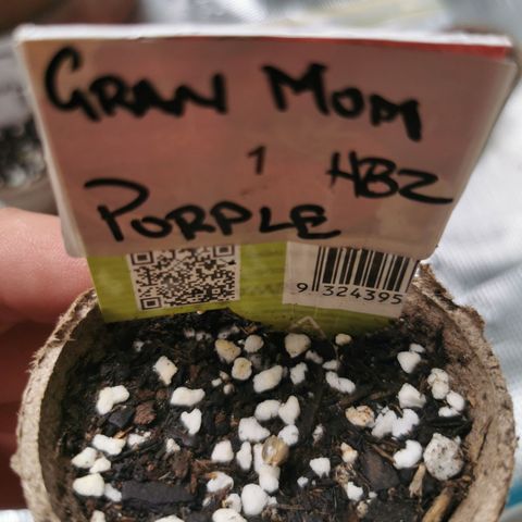 Grandmommy Purple #1 growlog timeline photo