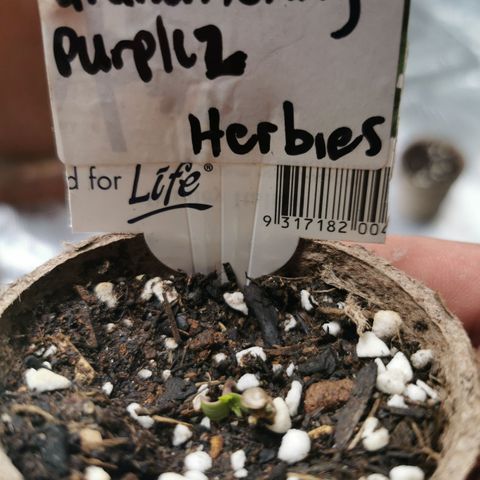 Grandmommy Purple #2 growlog photo