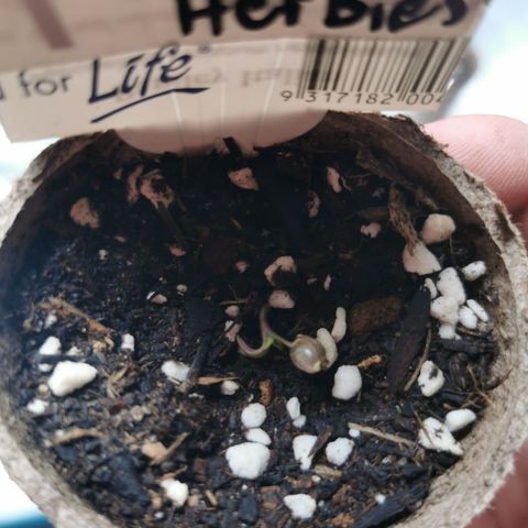 Grandmommy Purple #2 growlog photo