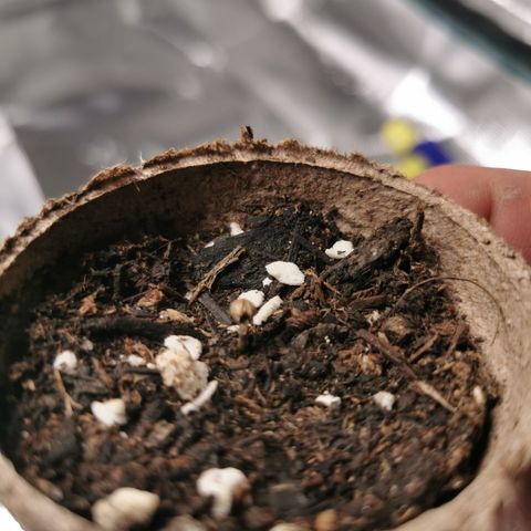 Mimosa X Orange Punch growlog timeline photo