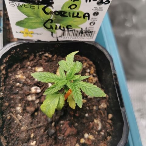 GG#4 growlog timeline photo