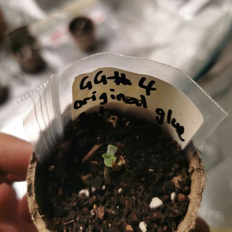 Godzilla Glue auto GG#4 growlog photo