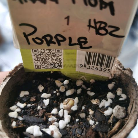 Grandmommy Purple #1 growlog timeline photo